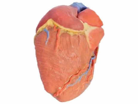 MP1700 Modelo Humano de corazón impreso en 3D marca Erler Zimmer